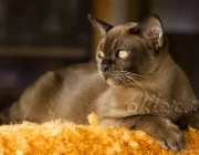 Питомник бурманских кошек O`Kler Фото 2 на сайте Moetushino.ru