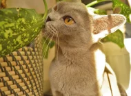 Питомник бурманских кошек O`Kler Фото 6 на сайте Moetushino.ru