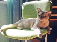 Питомник бурманских кошек O`Kler Фото 1 на сайте Moetushino.ru