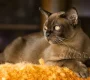 Питомник бурманских кошек O`Kler Фото 2 на сайте Moetushino.ru