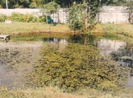 Компания по очистке и зарыблению водоемов В пруд Фото 7 на сайте Moetushino.ru