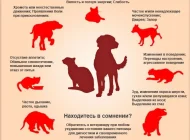 Скорая ветеринарная помощь Vet-skoraya24/7 Фото 3 на сайте Moetushino.ru