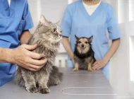 Скорая ветеринарная помощь Vet-skoraya24/7 Фото 4 на сайте Moetushino.ru