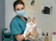 Скорая ветеринарная помощь Vet-skoraya24/7 Фото 2 на сайте Moetushino.ru