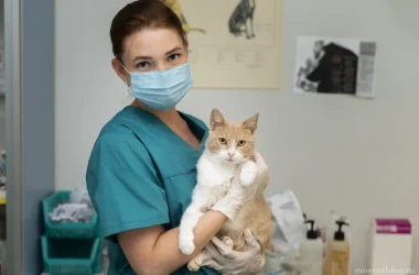 Скорая ветеринарная помощь Vet-skoraya24/7 Фото 2 на сайте Moetushino.ru