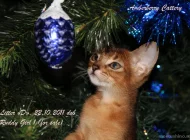 Питомник кошек Amberberry Фото 5 на сайте Moetushino.ru
